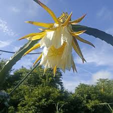 Dragon Fruit Plant
